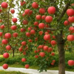 20pcs Apple Plants Bonsai Big Tree Organic Vegetable Fruit Indoor Planting Home Garden - 2