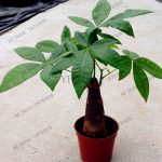 2 Macrocarpa Bonsai Tree Plantas Indoor Money Plant Mini Garden - 3