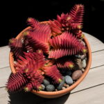 100 Pcs Rare Exotic Succulent Cactus Bonsai Red Pagoda Perennial Flowers Garden - 5 100 Pcs Rare Exotic Succulent Cactus Bonsai Red Pagoda Perennial Flowers Garden - 5