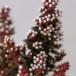 100 Pcs Rare Exotic Succulent Cactus Bonsai Red Pagoda Perennial Flowers Garden - 4 100 Pcs Rare Exotic Succulent Cactus Bonsai Red Pagoda Perennial Flowers Garden - 4