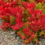 100 Pcs Rare Exotic Succulent Cactus Bonsai Red Pagoda Perennial Flowers Garden - 3 100 Pcs Rare Exotic Succulent Cactus Bonsai Red Pagoda Perennial Flowers Garden - 3