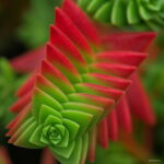 100 Pcs Rare Exotic Succulent Cactus Bonsai Red Pagoda Perennial Flowers Garden - 2 100 Pcs Rare Exotic Succulent Cactus Bonsai Red Pagoda Perennial Flowers Garden - 2