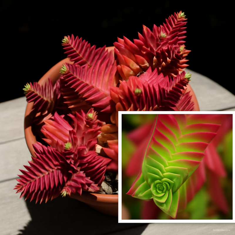 100 Pcs Rare Exotic Succulent Cactus Bonsai Red Pagoda Perennial Flowers Garden