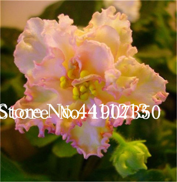 Exquisite 120 Set Of African Violet Mixed Colors Perennial Herb Ideal For Indoor Decorations And Landscaping - 2