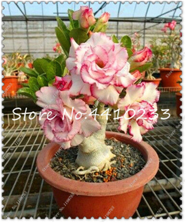 10piece Set Of Genuine Mixed Adenium Obesum Exotic Desert Rose With Beautiful Petals Ideal For Balcony Greenery - 6