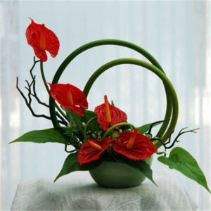 Anthurium Bonsai Plant 100 Pcs Bag Plant Potted Flower Plant Perennial Flowering Constantly - 2