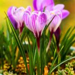 104pcssaffron Flower Crocus Flowers Plantbonsai Plante - 5