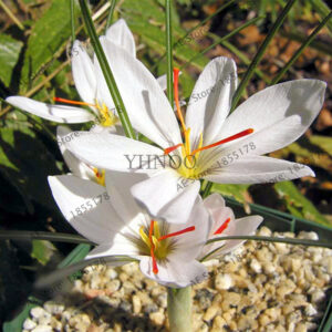 104pcssaffron Flower Crocus Flowers Plantbonsai Plante - 2