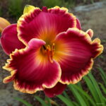 50 Pcs Fresh Hemerocallis Middendorffii Daylily Bonsai Day Lily Perennial Flower Plant Multi-color To Choose Beauty Your Garden - 3