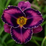 50 Pcs Fresh Hemerocallis Middendorffii Daylily Bonsai Day Lily Perennial Flower Plant Multi-color To Choose Beauty Your Garden - 2