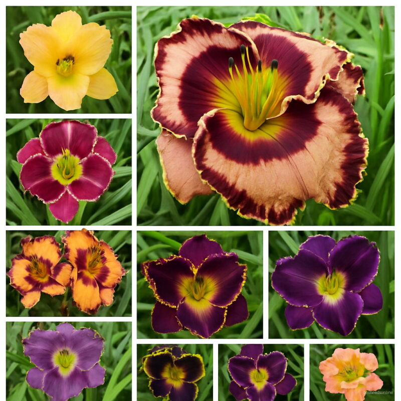 50 Pcs Fresh Hemerocallis Middendorffii Daylily Bonsai Day Lily Perennial Flower Plant Multi-color To Choose Beauty Your Garden