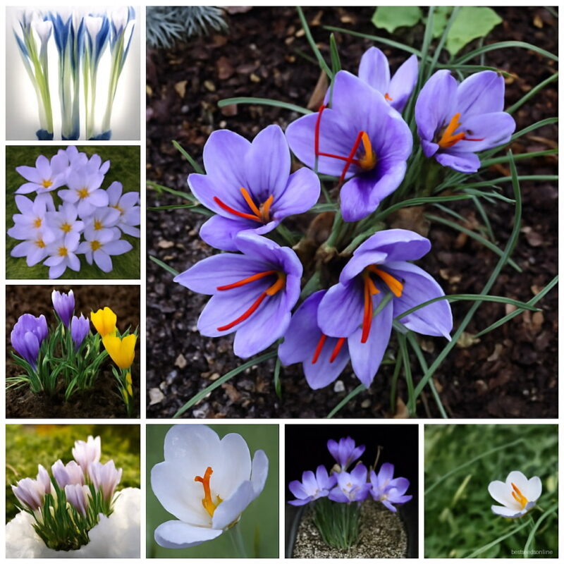 Netherlands Saffron Flower Bonsai Rare Diy Plant Potted Organic Outdoor Garden Semillas Flowering Plants Sementes 100 Pcs