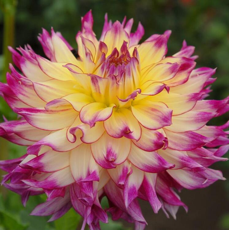 Exquisite 200 Pcspack Dahlia Mixed Vibrant Colors Gorgeous Perennial Bloom Ideal For Indooroutdoor Dcor - 6