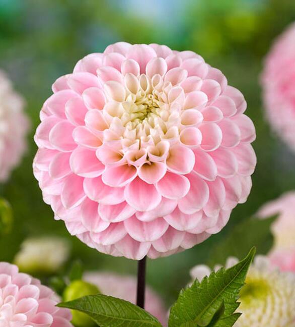 Exquisite 200 Pcspack Dahlia Mixed Vibrant Colors Gorgeous Perennial Bloom Ideal For Indooroutdoor Dcor - 5