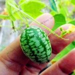 10pcsbag Thumb Watermelon Bonsai Mini Fruit Flores Tasty Sweet Plant Home Garden - 2