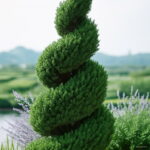 100pcs Climbing Spruce Bonsai Pine Tree In Pot Courtyard Garden Flower Pots Planters - 6