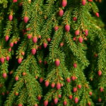 100pcs Climbing Spruce Bonsai Pine Tree In Pot Courtyard Garden Flower Pots Planters - 5