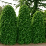100pcs Climbing Spruce Bonsai Pine Tree In Pot Courtyard Garden Flower Pots Planters - 3