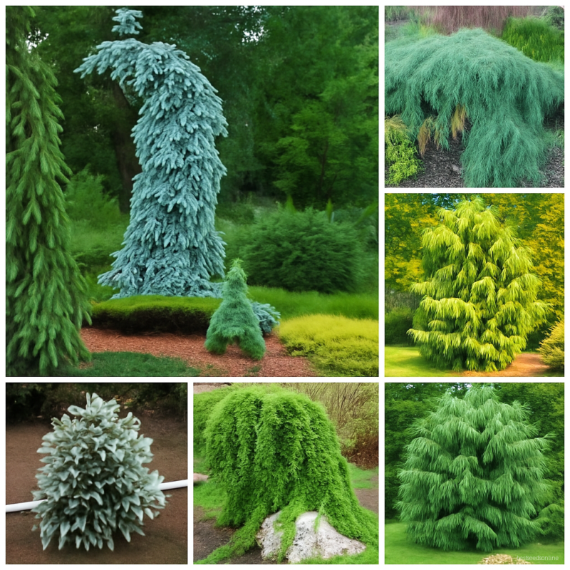 100pcs Climbing Spruce Bonsai Pine Tree In Pot Courtyard Garden Flower Pots Planters