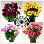 100pcsbagblue Eyed Daisy Flores Osteospermum Plantas Bonsai Flower Color Perennia Potted Plant Home Garden