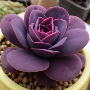 100pcs Fresh Real Inch Semillas - Bonsai Succulent Plant Sementes - 2