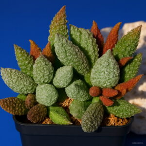 100pcslot Rare Cactus Flower Bonsai Giant Shape Heat Tolerant Succulent Perennial Plant De