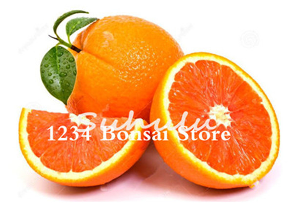 100 Pcs Dwarf Tangerine Citrus Fruit Tree Variety Easytogrow Indoor Decoration Edible Oranges - 5