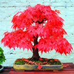 Fresh Potted Plant Garden 100% True Japanese Red Maple Bonsai Tree Flores 20 Pcs Pack Beautiful Indoor - 6