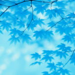 Fresh Potted Plant Garden 100% True Japanese Red Maple Bonsai Tree Flores 20 Pcs Pack Beautiful Indoor - 4 Fresh Potted Plant Garden 100% True Japanese Red Maple Bonsai Tree Flores 20 Pcs Pack Beautiful Indoor - 4