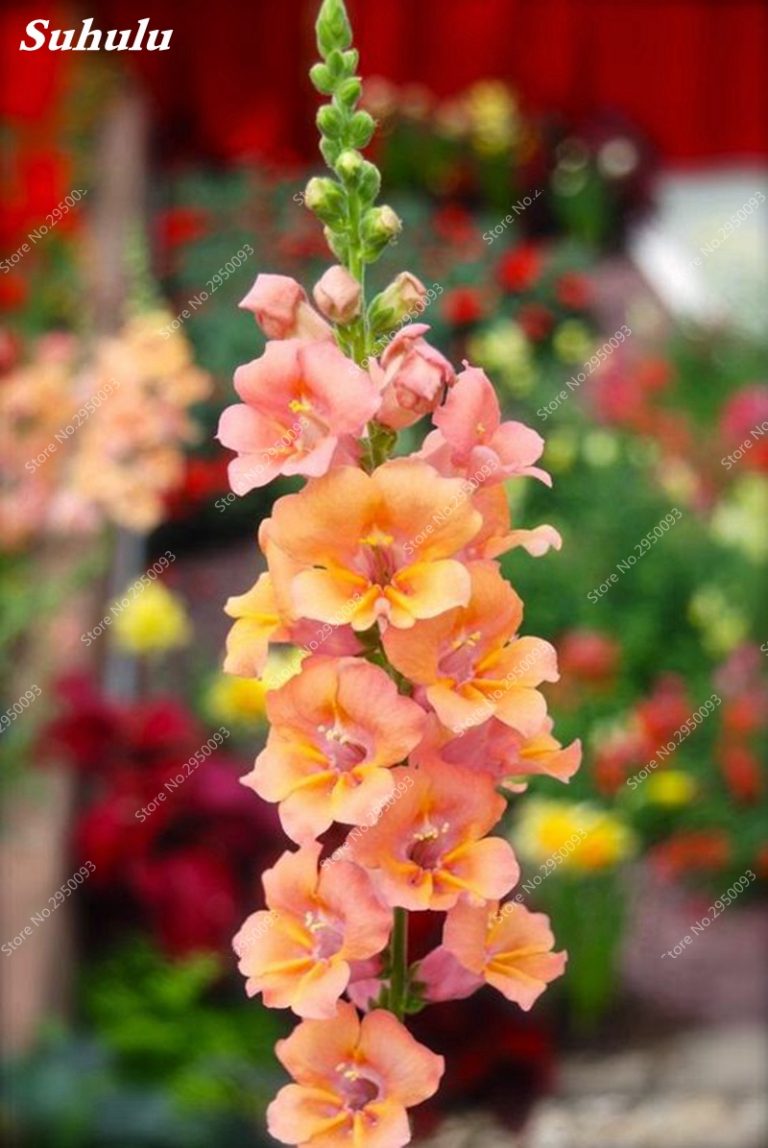Heirloom Flower Seeds Charming 200 Pcs Bag Free Shipping Worldwide