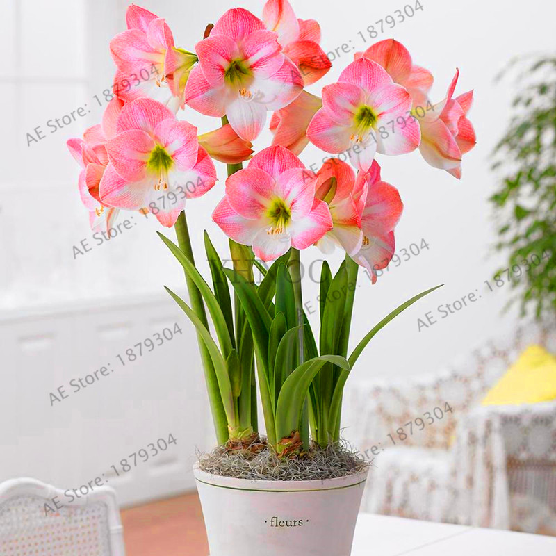 Large Assorted Color Hippeastrum Bulbs 36 Cm Ideal For Indoor Landscape Decorations - 18