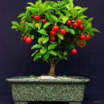 Cherry Bonsai Black Tree Plants Rare Fruit Plantas Home Garden - 4 Cherry Bonsai Black Tree Plants Rare Fruit Plantas Home Garden - 4