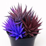 100 Pcs Bag Color Aloe Rare Bonsai Succulent Plants Mini Garden Planting Edible Beauty Fruit Vegeable - 4