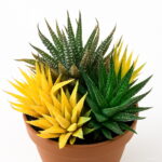 100 Pcs Bag Color Aloe Rare Bonsai Succulent Plants Mini Garden Planting Edible Beauty Fruit Vegeable - 3