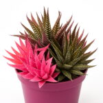 100 Pcs Bag Color Aloe Rare Bonsai Succulent Plants Mini Garden Planting Edible Beauty Fruit Vegeable - 2