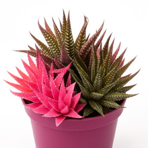 100 Pcs Bag Color Aloe Rare Bonsai Succulent Plants Mini Garden Planting Edible Beauty Fruit Vegeable - 2