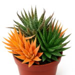 100 Pcs Bag Color Aloe Rare Bonsai Succulent Plants Mini Garden Planting Edible Beauty Fruit Vegeable