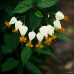 100 Pcs Lily Valley Flower Bonsai Bell Orchid Rich Flowers Plant Multi-colored Orchids - 6