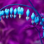 100 Pcs Lily Valley Flower Bonsai Bell Orchid Rich Flowers Plant Multi-colored Orchids - 5