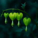 100 Pcs Lily Valley Flower Bonsai Bell Orchid Rich Flowers Plant Multi-colored Orchids - 4