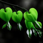 100 Pcs Lily Valley Flower Bonsai Bell Orchid Rich Flowers Plant Multi-colored Orchids - 3