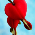 100 Pcs Lily Valley Flower Bonsai Bell Orchid Rich Flowers Plant Multi-colored Orchids - 2