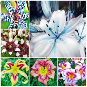 100 Lily Flower Plants Beautiful Bonsai Tree Plantas Indoor Garden