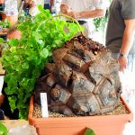 2pcsbag Imported Yam Garden Bonsai Indoor Outdoor Available Plant - 4