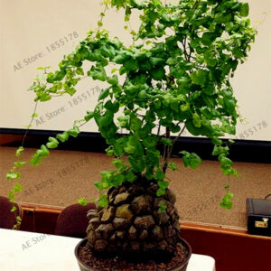 2pcsbag Imported Yam Garden Bonsai Indoor Outdoor Available Plant - 2