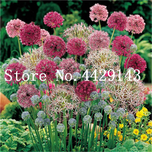 100 Pieces Exotic Giant Allium Perennial Ornamental Flower Seeds For Outdoor Landscaping - 2