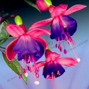 100pcsbag Fuchsia Hybrida Flores Lantern Flowers Plantasbonsai Plant Home Gardenmixed Color - 2