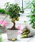 10 Pcs Rare Original Fruit Tree Pear Bonsais Planta Bonsai Plants Plant Home Amp Garden Budding Rate 97%