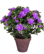 Bonsai 10 Pcspack Rare Azalea Tree Plants Looks Like Sakura Japanese Cherry Blooms Flower So Beauty Mini Garden - 6