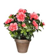 Bonsai 10 Pcspack Rare Azalea Tree Plants Looks Like Sakura Japanese Cherry Blooms Flower So Beauty Mini Garden - 5